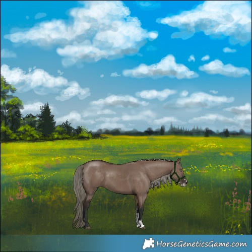 Horse Color:Liver Red Dun Mushroom Sabino