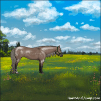 Horse Color:Liver Red Dun Mushroom Sabino 