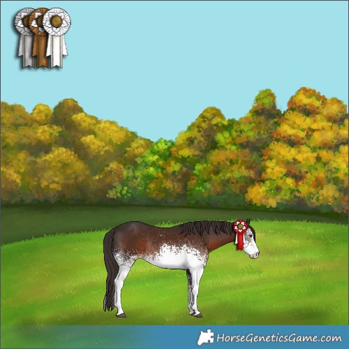 Horse Color:White Spotted Liver Chestnut Sabino Rabicano 