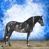 Horse Color:White Spotted Black Sabino