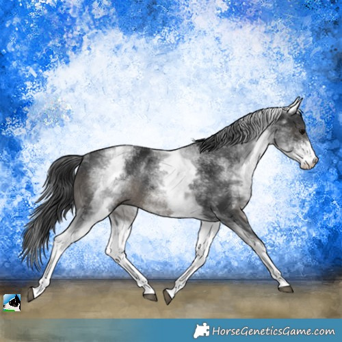 Horse Color:White Spotted Black Sabino Rabicano 