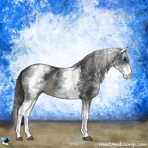 Horse Color:White Spotted Black Sabino Rabicano