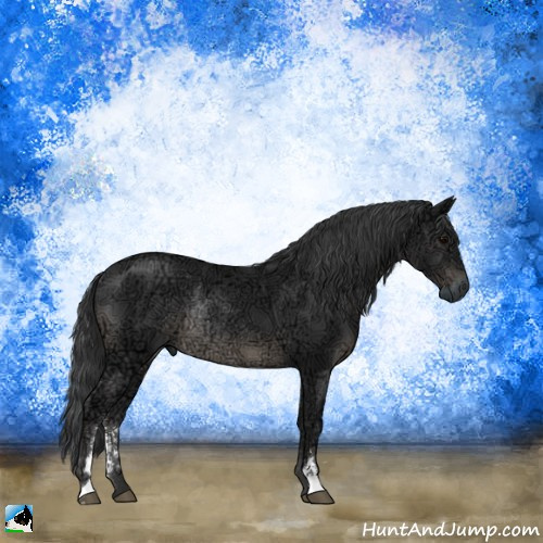 Horse Color:Black Ice Sabino Rabicano 