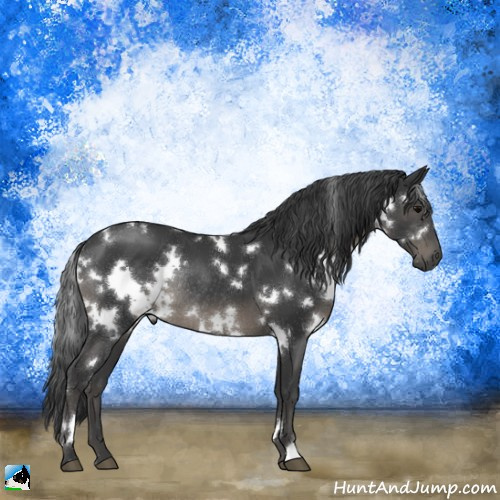 Horse Color:White Spotted Black Rabicano 