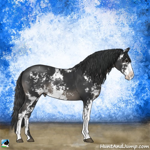 Horse Color:Black Sabino Rabicano 