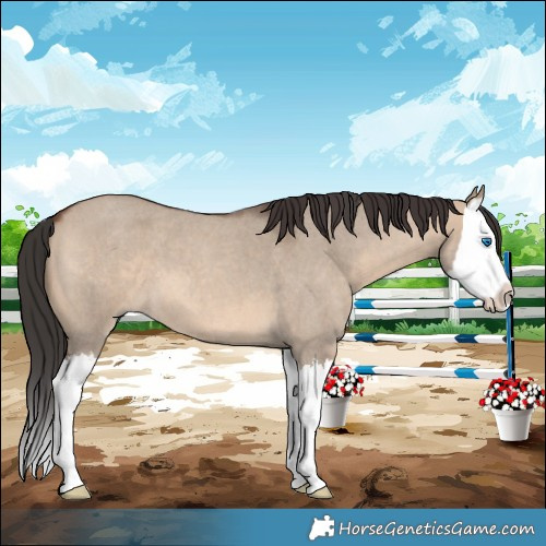 Horse Color:Brown Roan Dun Sabino Splash