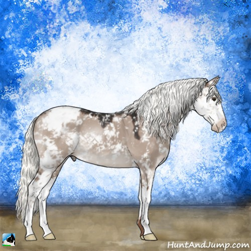 Horse Color:Liver Red Dun Mushroom Sabino 