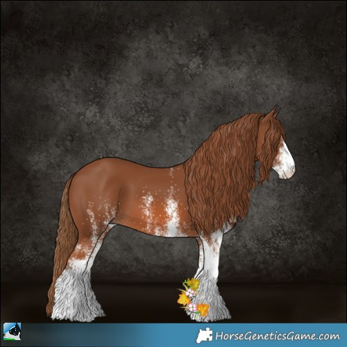 Horse Color:White Spotted Chestnut