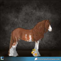 Horse Color:White Spotted Chestnut 