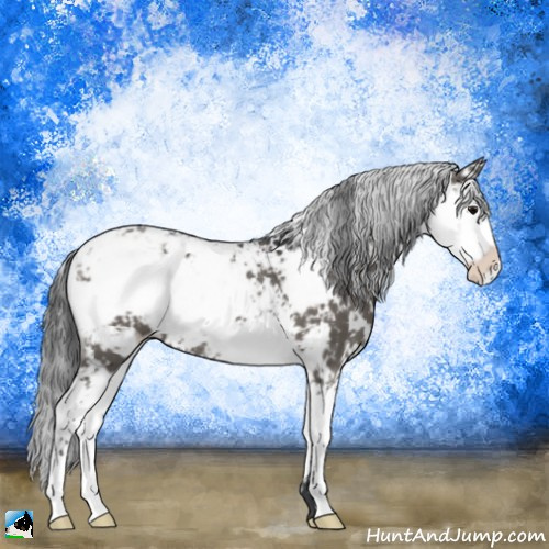 Horse Color:Grullo Sabino Rabicano 
