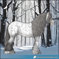 Horse Color:Blue Roan Splash Tobiano Appaloosa 