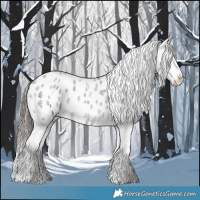 Horse Color:Blue Roan Splash Tobiano Appaloosa 