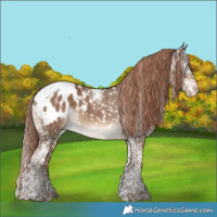 Horse Color:Liver Red Dun Tobiano Appaloosa Brindle 