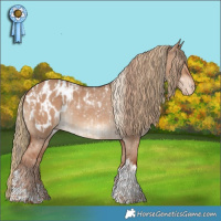 Horse Color:Red Dun Tobiano Appaloosa  and Red Dun Tobiano Appaloosa 