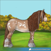 Horse Color:White Spotted Red Dun 