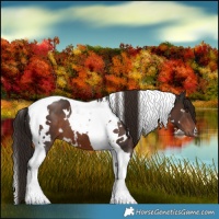 Horse Color:White Spotted Liver Chestnut Tobiano 