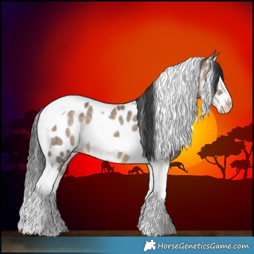 Horse Color:Brown Dun Splash Tobiano Appaloosa 