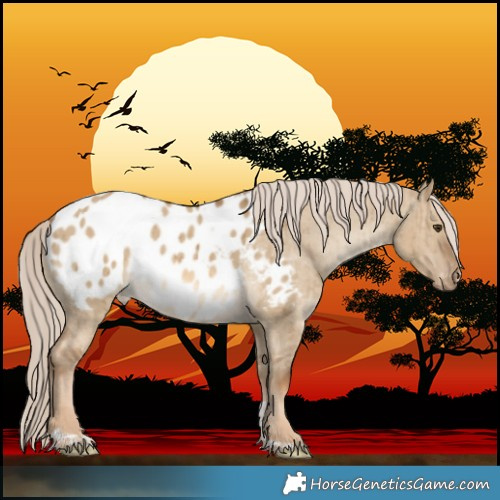 Horse Color:Chocolate Palomino Dun Tobiano Appaloosa Brindle 