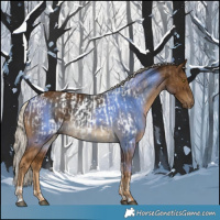 Horse Color:Chocolate Palomino Tobiano Appaloosa  and Chocolate Palomino 