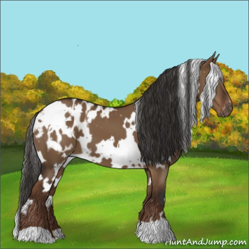 Horse Color:Gray White Spotted Liver Red Dun Appaloosa 