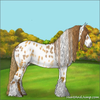 Horse Color:Gray White Spotted Liver Red Dun Tobiano Appaloosa Rabicano Brindle 