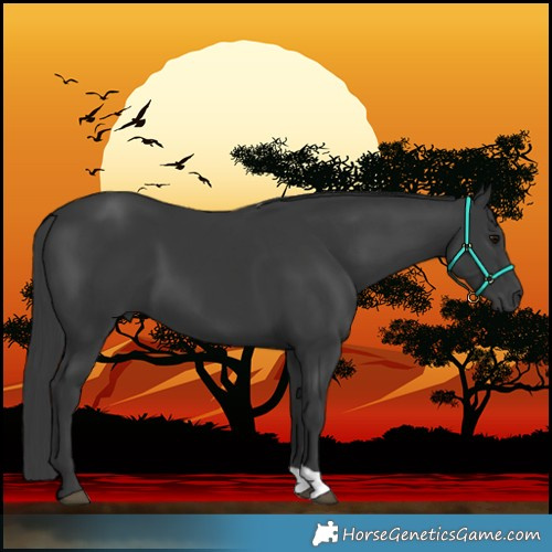 Horse Color:Black 