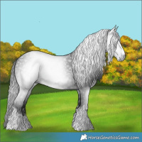 Horse Color:Gray Black Rabicano 