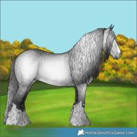 Horse Color:Gray Black Rabicano 