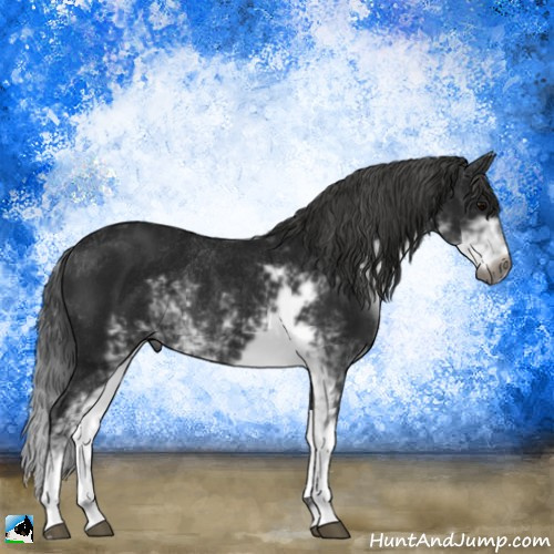 Horse Color:Gray Black Sabino Rabicano 
