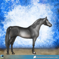 Horse Color:Gray Black Rabicano 