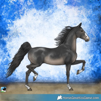 Horse Color:Black Rabicano 