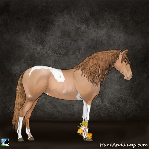 Horse Color:Chestnut Pearl Tobiano