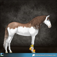 Horse Color:White Spotted Black Pearl Splash 