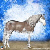 Horse Color:Liver Red Dun Mushroom Sabino Splash 