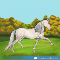 Horse Color:Gold Cream Champagne Pearl 