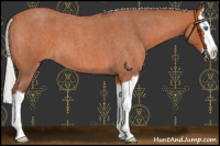 Horse Color:Silver Bay Roan Splash 