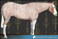 Horse Color:Silver Bay Roan Splash 