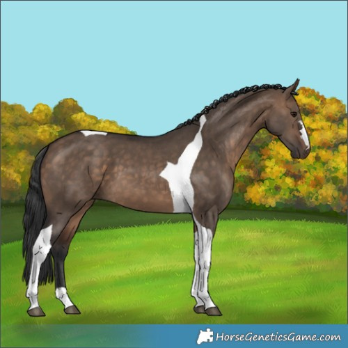 Horse Color:Bay Dun Tobiano 