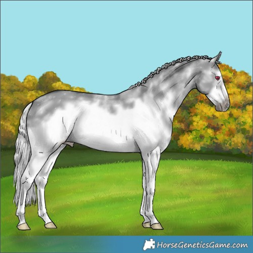Horse Color:Silver Grullo Chinchilla Sabino Frame 