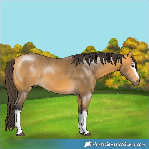 Horse Color:White Spotted Buckskin 