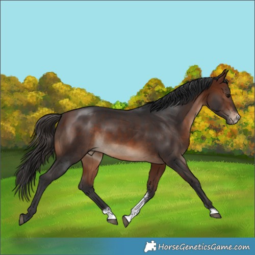 Horse Color:Bay Sabino 