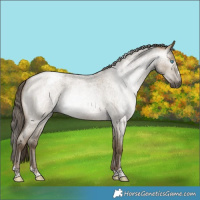 Horse Color:Gray Buckskin Roan Snowdrop Dun Varnish 