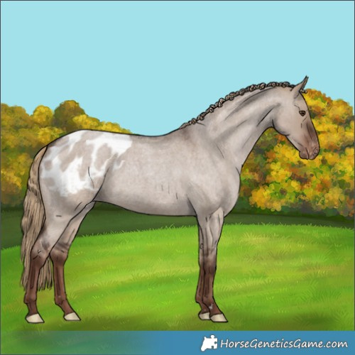 Horse Color:Liver Red Dun Roan Appaloosa 