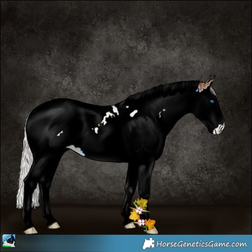 Horse Color:Plaid Silver Brown Splash Tobiano