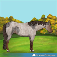 Horse Color:Liver Red Roan  and Liver Red Dun Roan 