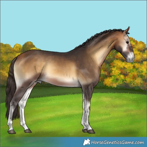 Horse Color:Buckskin Onyx 