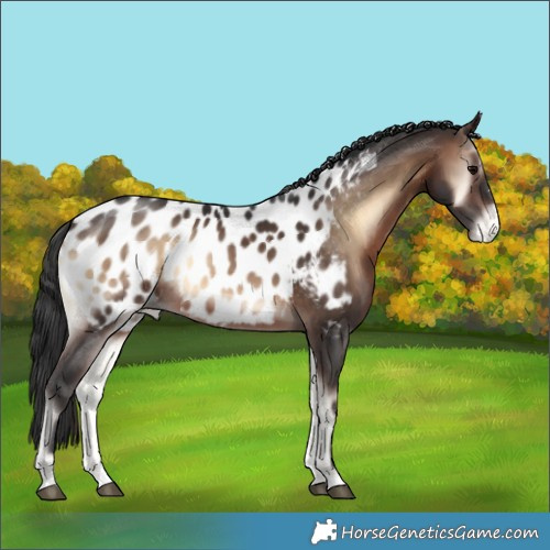 Horse Color:Brown Onyx Appaloosa 