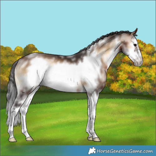 Horse Color:White Spotted Bay Onyx Sabino Splash Frame 