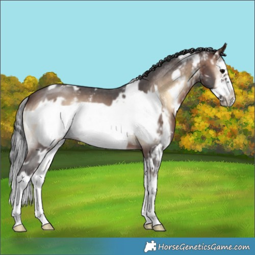 Horse Color:White Spotted Brown Onyx Sabino Splash Frame 
