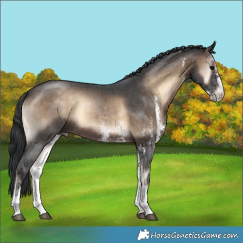 Horse Color:Brown Onyx Sabino 